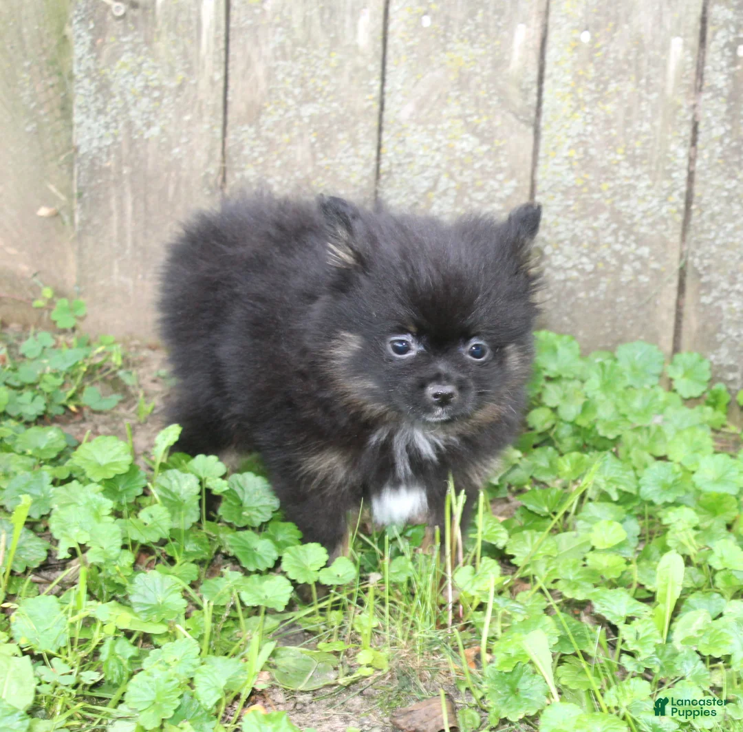 Pomeranian dogs for sale: Pomeranian 2 - Ad 1