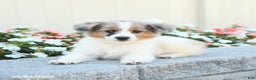 Miniature Australian Shepherd dogs for sale: Jett - Ad 5