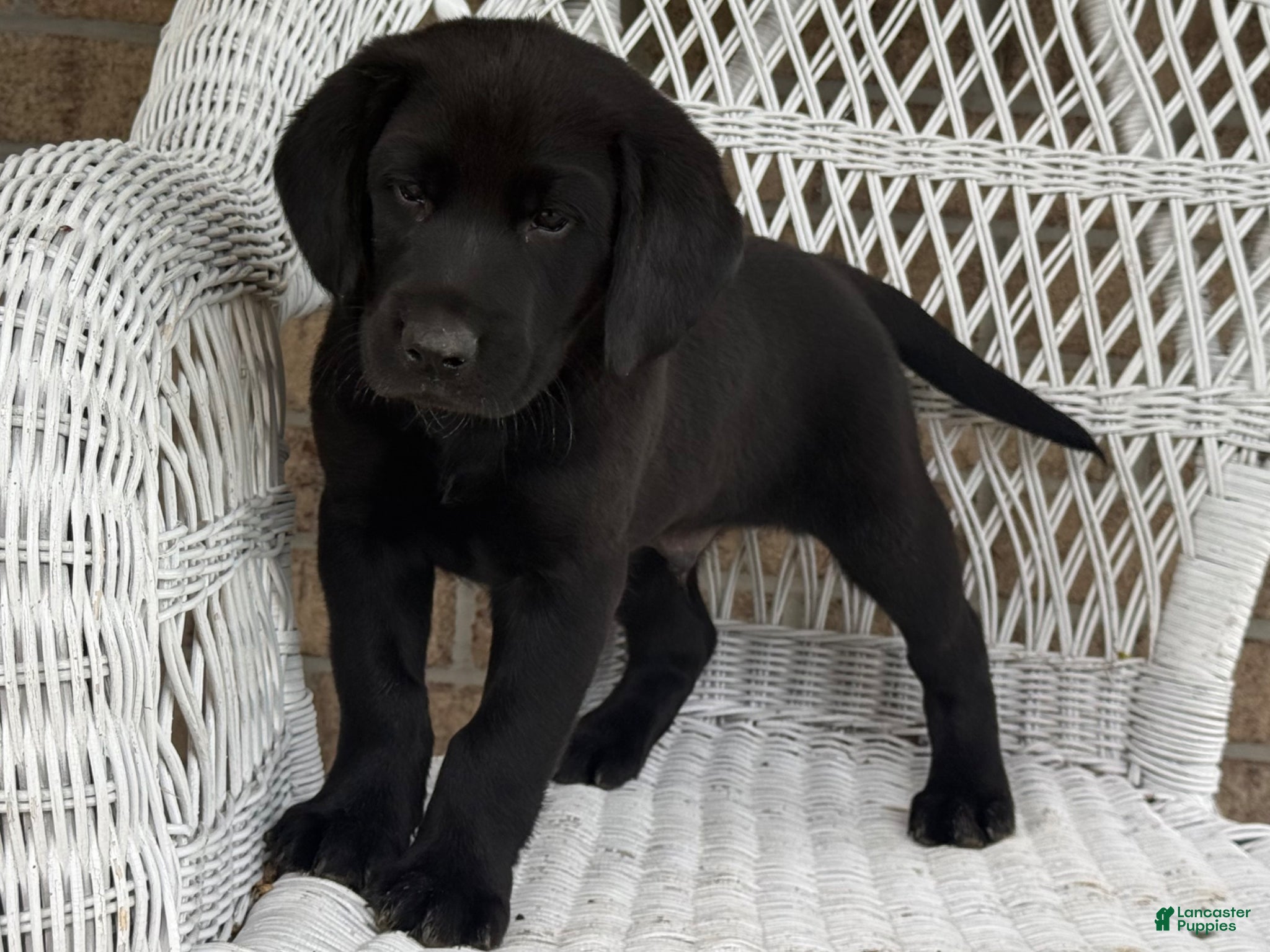 Mixed Breed dogs Tucker - Ad 2