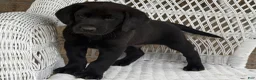 Mixed Breed dogs for sale: Tucker - Ad 2