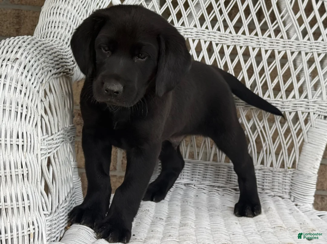 Mixed Breed dogs for sale: Tucker - Ad 2