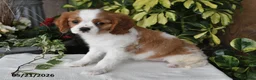 Cavalier King Charles Spaniel dogs for sale: Dolly - Ad 4