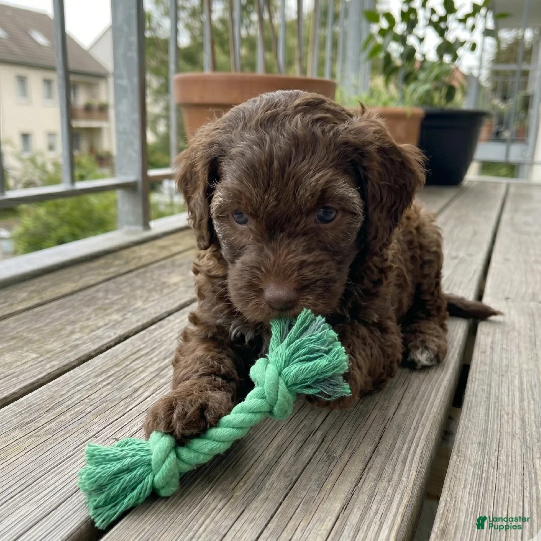 Cockapoo dogs for sale: Micha - Ad 1