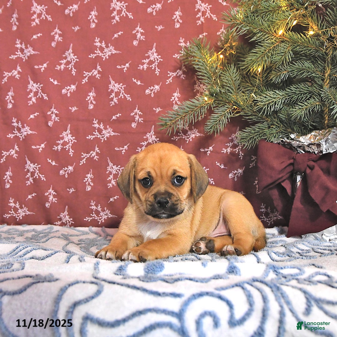 Puggle dogs for sale: Jody - Ad 2