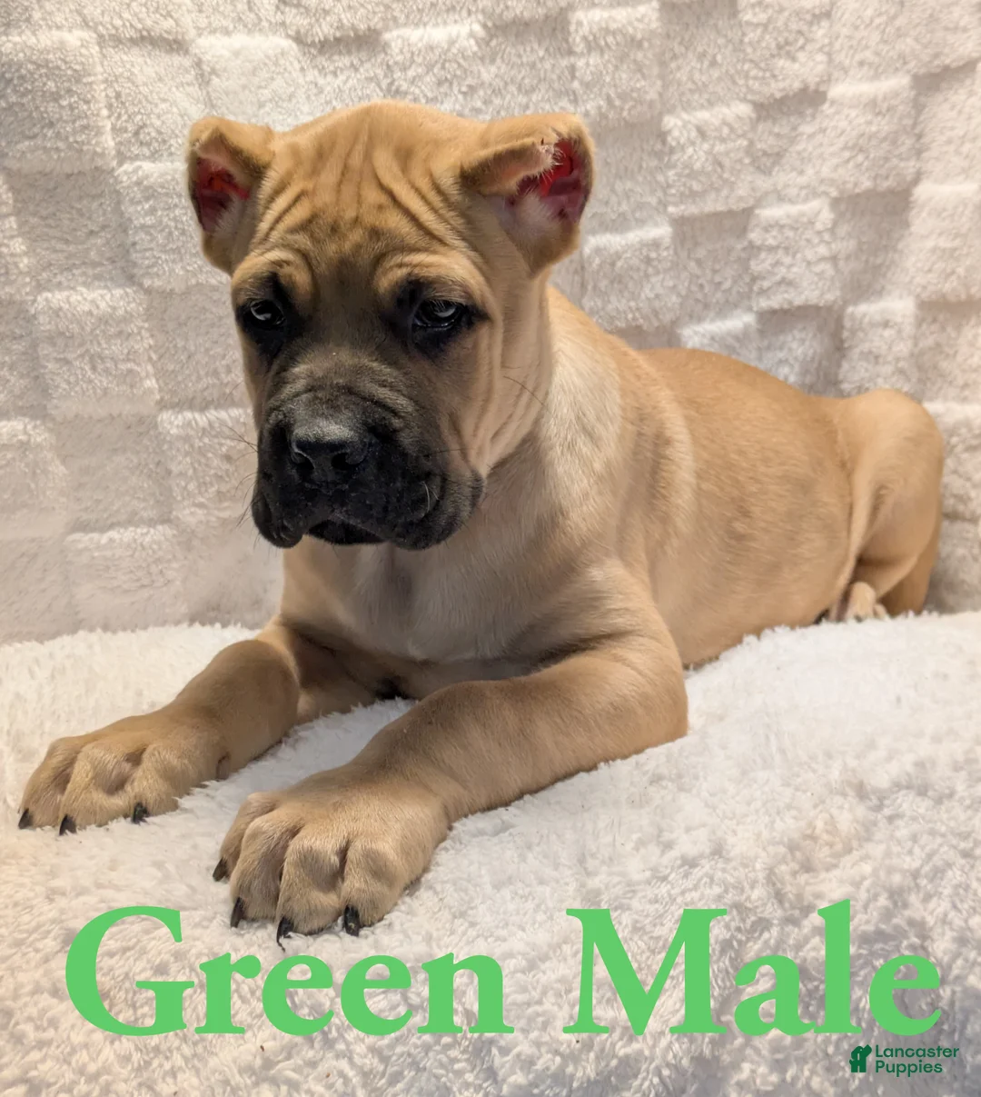 Cane Corso dogs for sale: Green - Ad 2