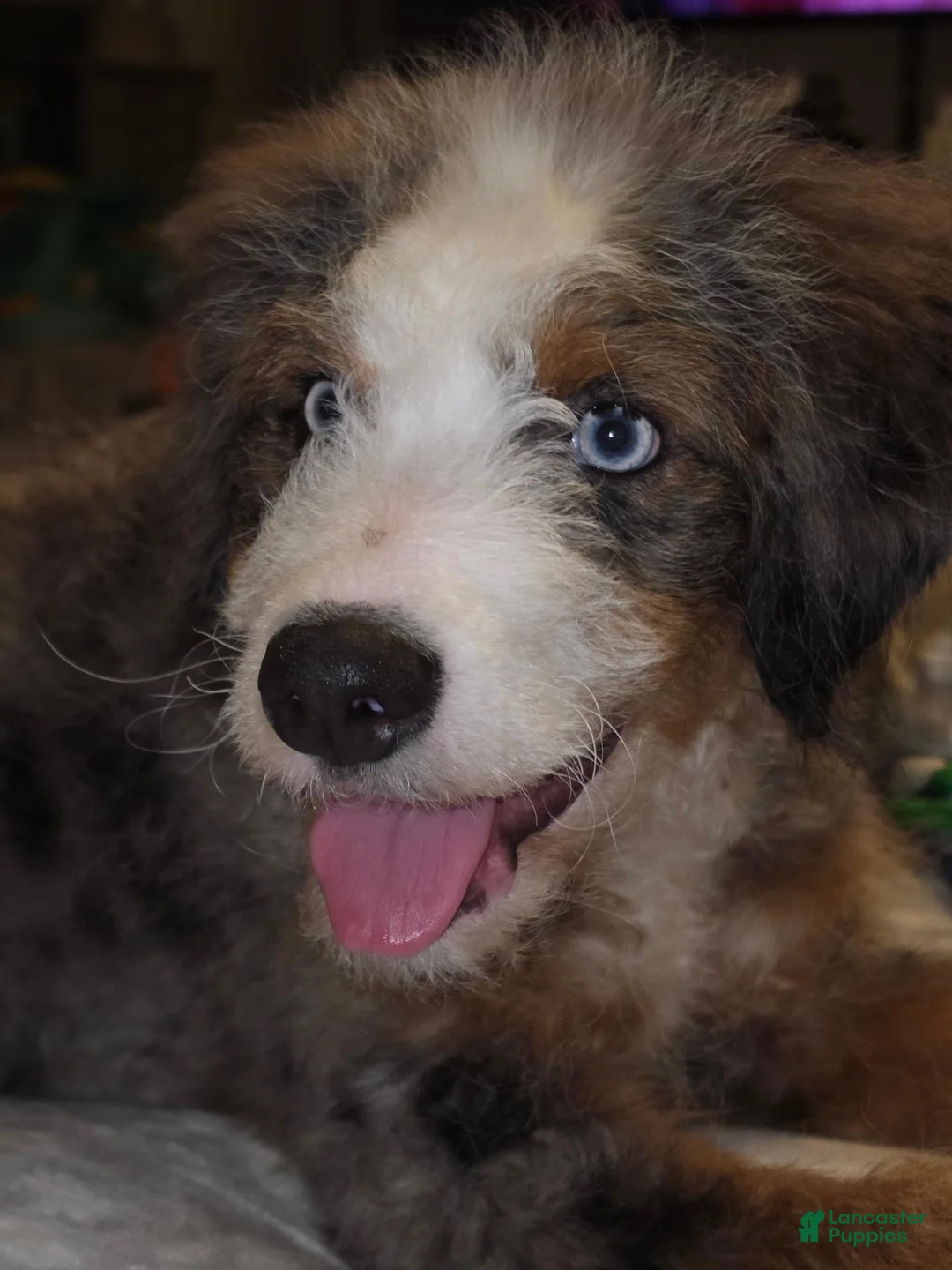 Saint Berdoodles dogs for sale: Milo - Ad 5