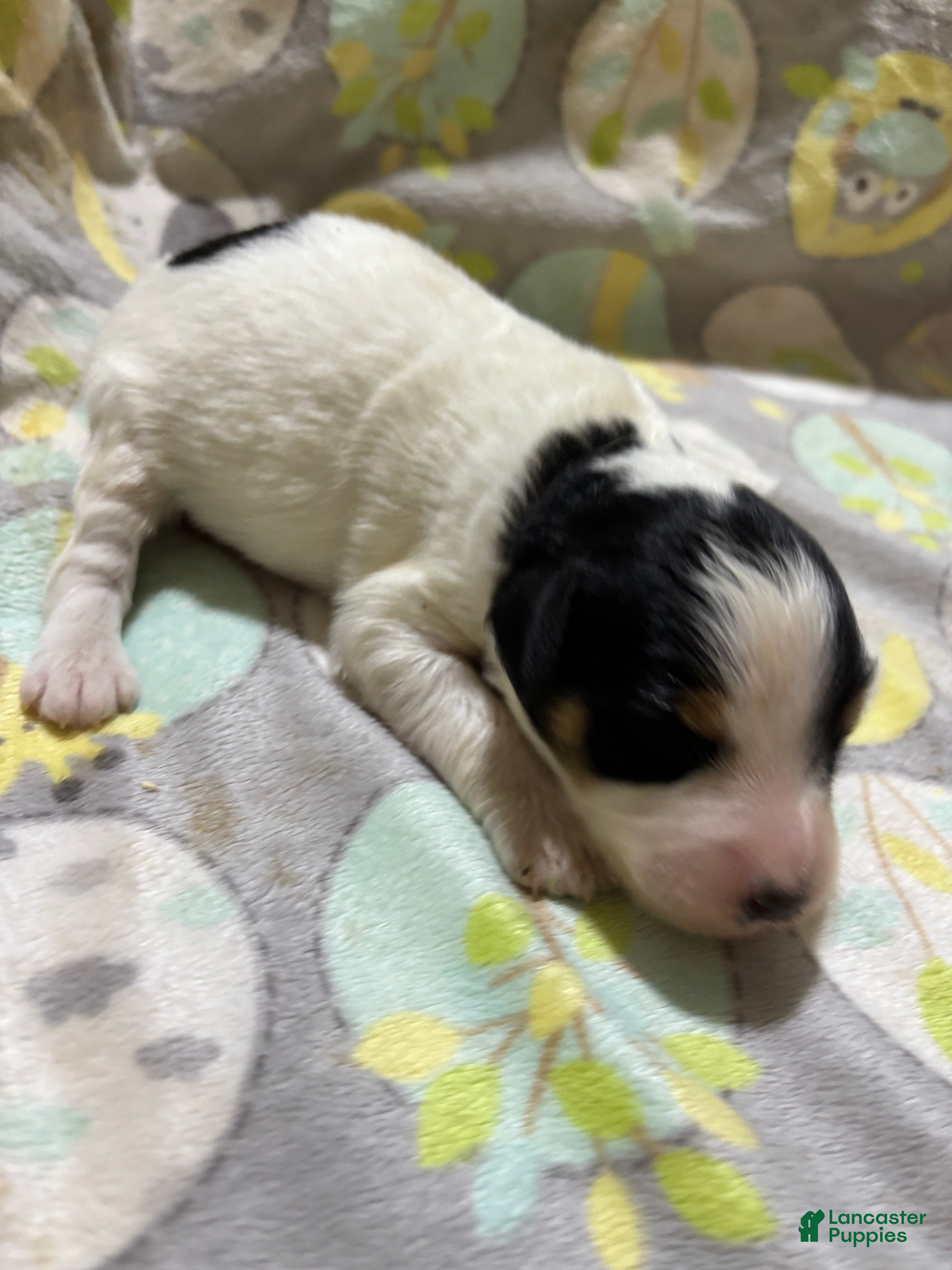 Mini Aussiedoodle dogs Snickers - Ad 2