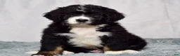 Bernedoodle dogs for sale: Wade - Ad 2