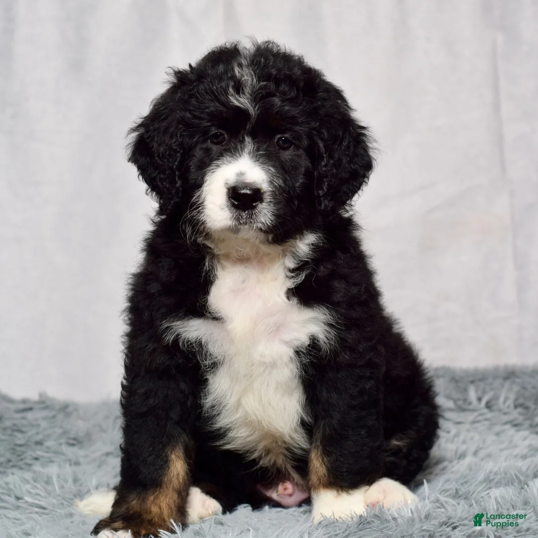 Bernedoodle dogs for sale: Wade - Ad 2