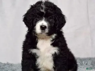 Bernedoodle dogs Wade - Ad 2