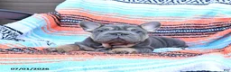 Mixed Breed dogs for sale: Charm  - Ad 1