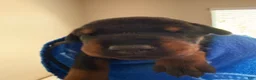 Doberman Pinscher dogs for sale: Vega-Blue Collar  - Ad 2