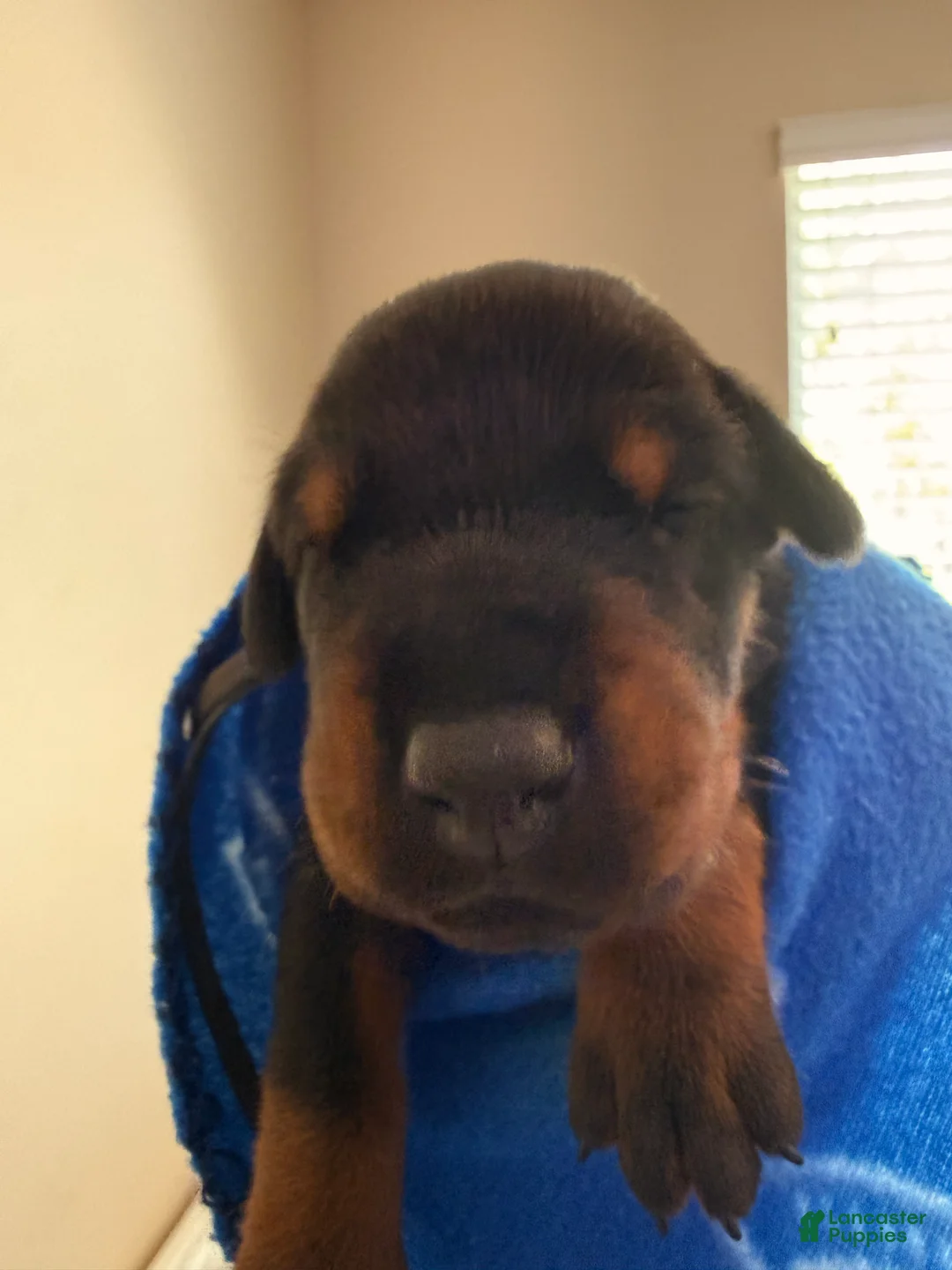 Doberman Pinscher dogs for sale: Vega-Blue Collar  - Ad 2