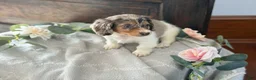 Miniature Dachshund dogs for sale: Mable - Ad 13