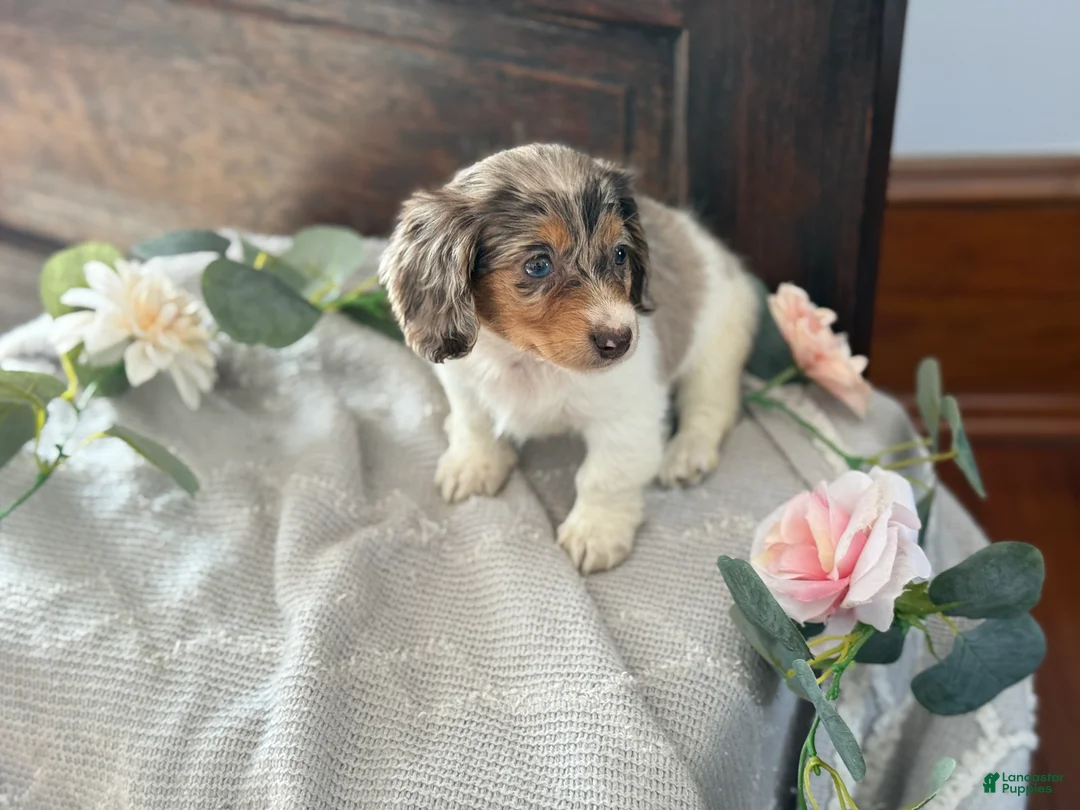 Miniature Dachshund dogs for sale: Mable - Ad 13