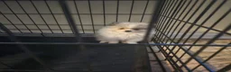 Pomeranian dogs for sale: Pomeranian  - Ad 2