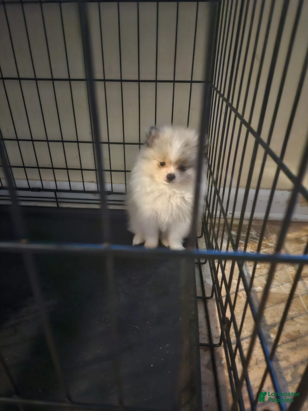 Pomeranian dogs for sale: Pomeranian  - Ad 2