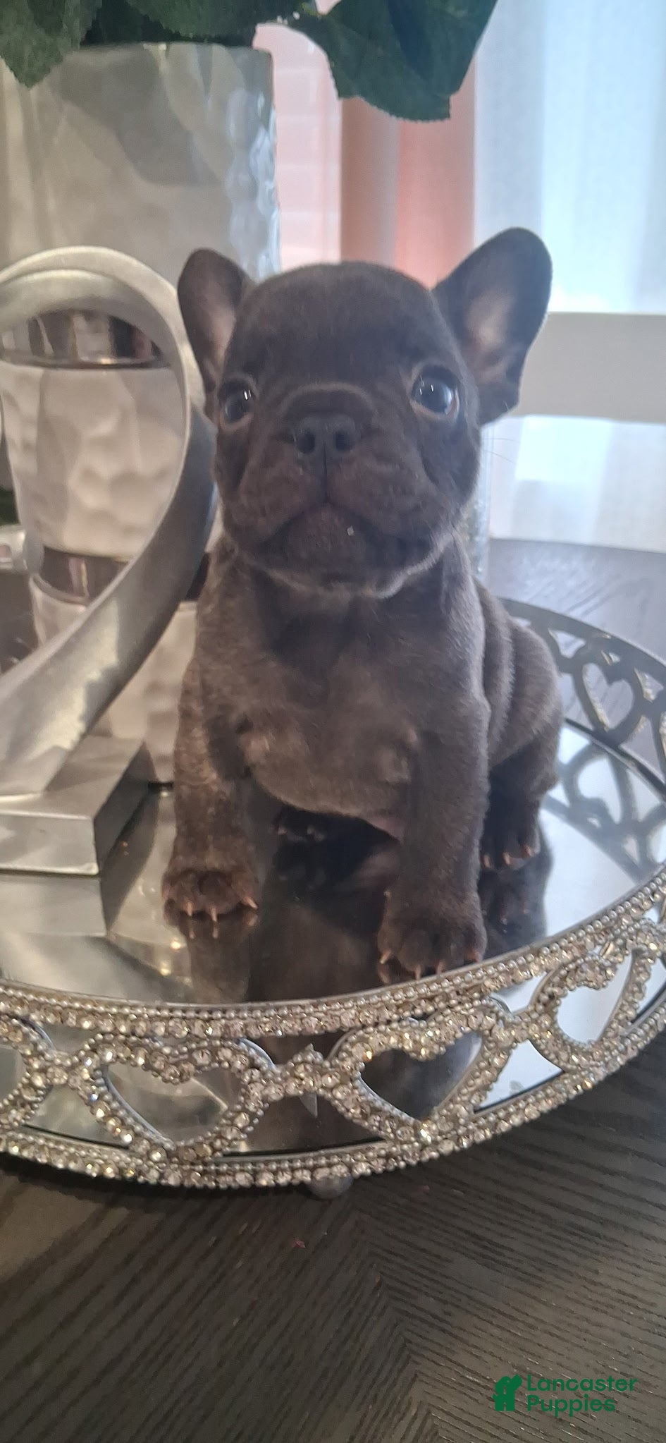 French Bulldog dogs French Bulldog Boy#2 - Ad 33