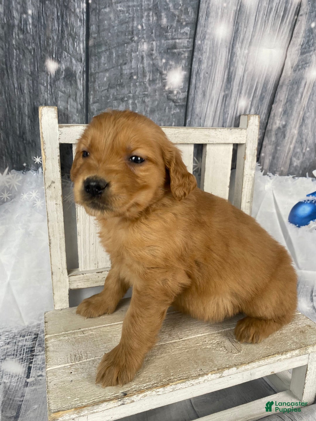 Golden Retriever dogs for sale: Molly - Ad 7