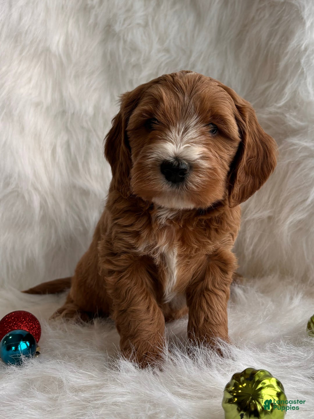 Mixed Breed dogs for sale: Mini Rudy  - Ad 3