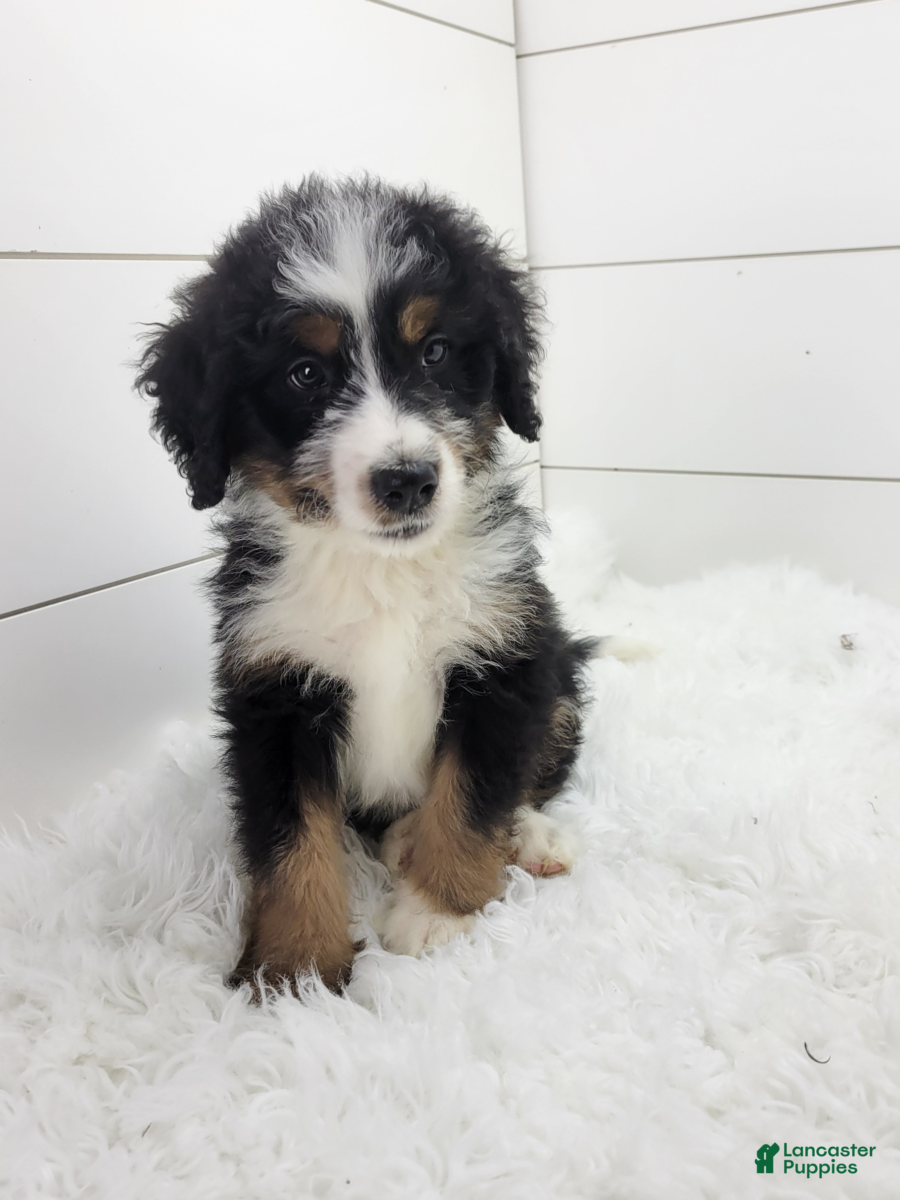 Bernedoodle dogs Bentley - Ad 1