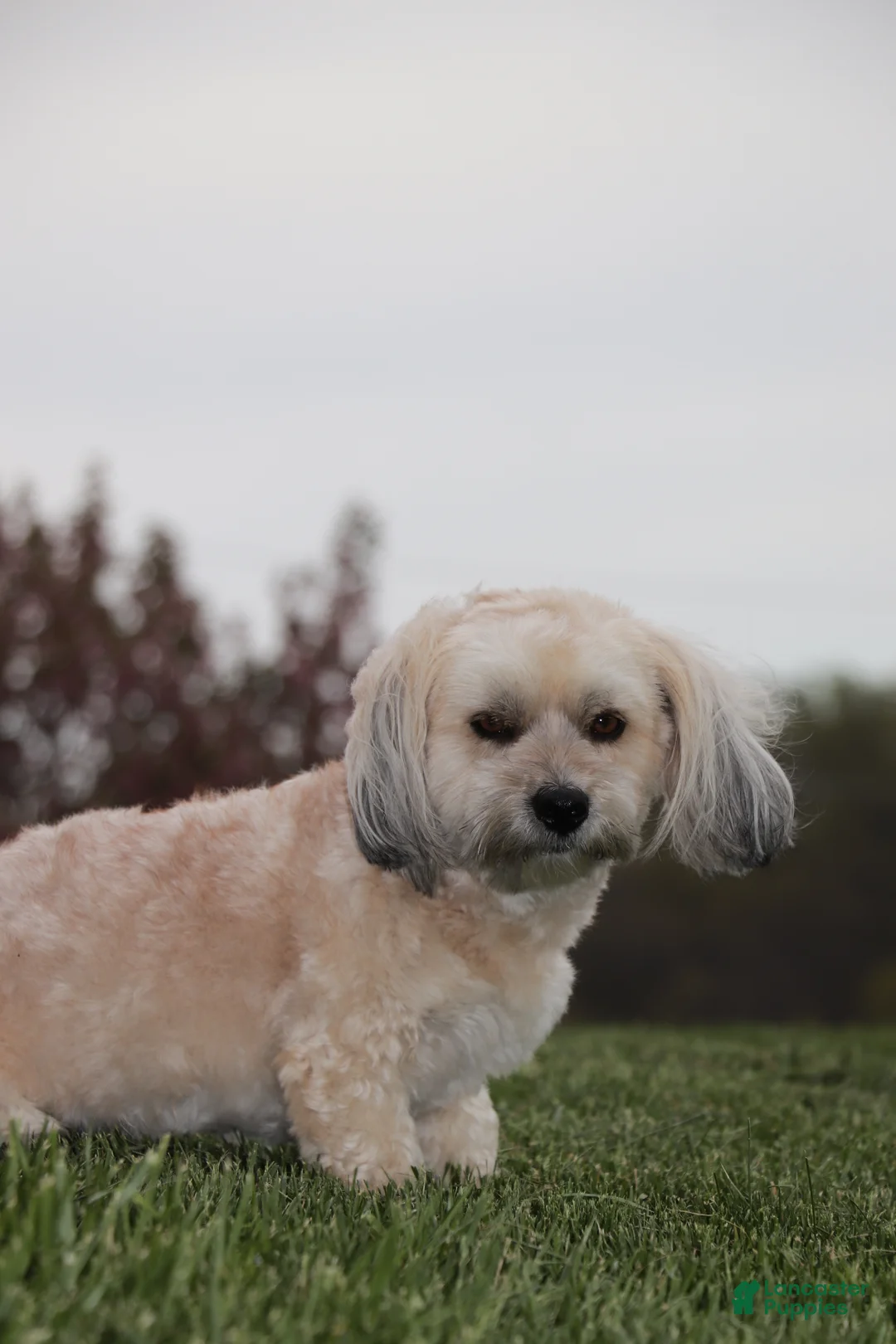 Havanese dogs for sale: Havanese 1 - Ad 16