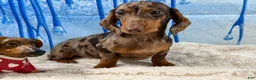 Miniature Dachshund dogs for sale: Rianna dappleShow boy - Ad 2