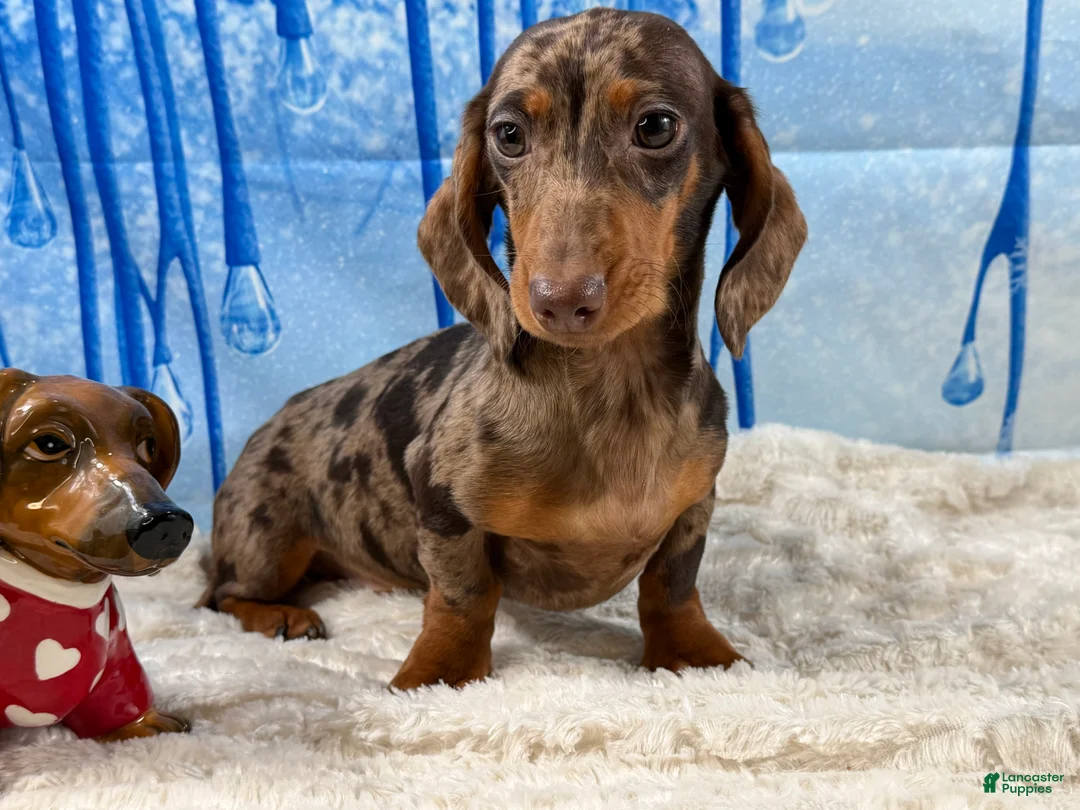 Miniature Dachshund dogs for sale: Rianna dappleShow boy - Ad 2