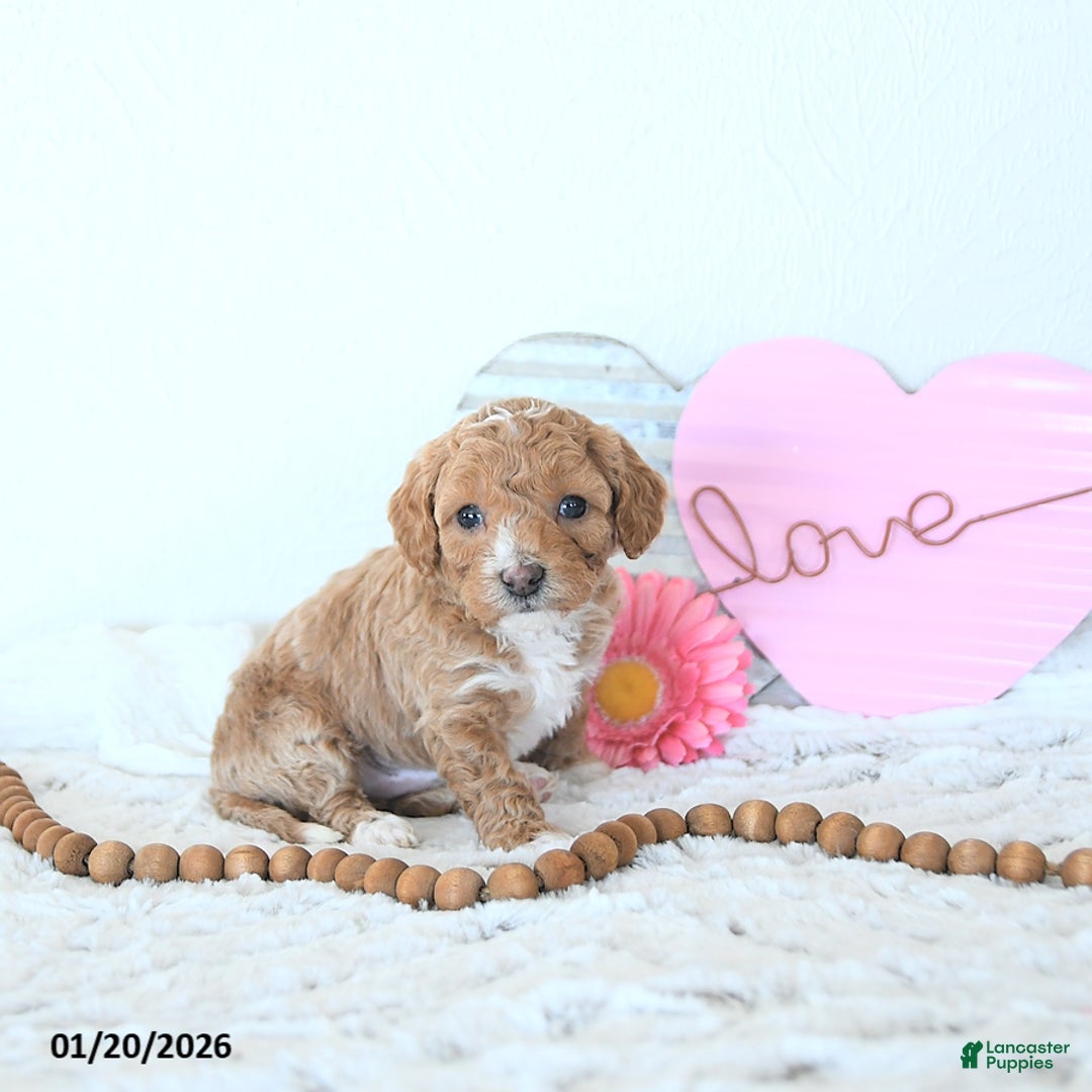 Mini Goldendoodle dogs for sale: Duncan - Ad 5