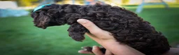 Cavapoo dogs for sale: COCOA - Ad 4