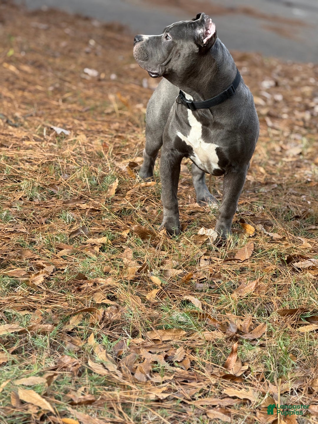 American Bully dogs for sale: Ivy - Ad 2