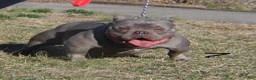 American Bully dogs for sale: El - Ad 8