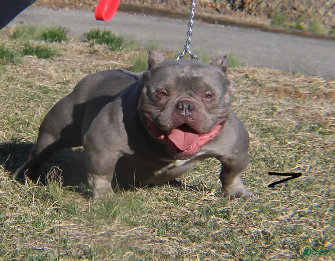 American Bully dogs for sale: El - Ad 8