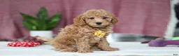 Mini Goldendoodle dogs for sale: Chase - Ad 4
