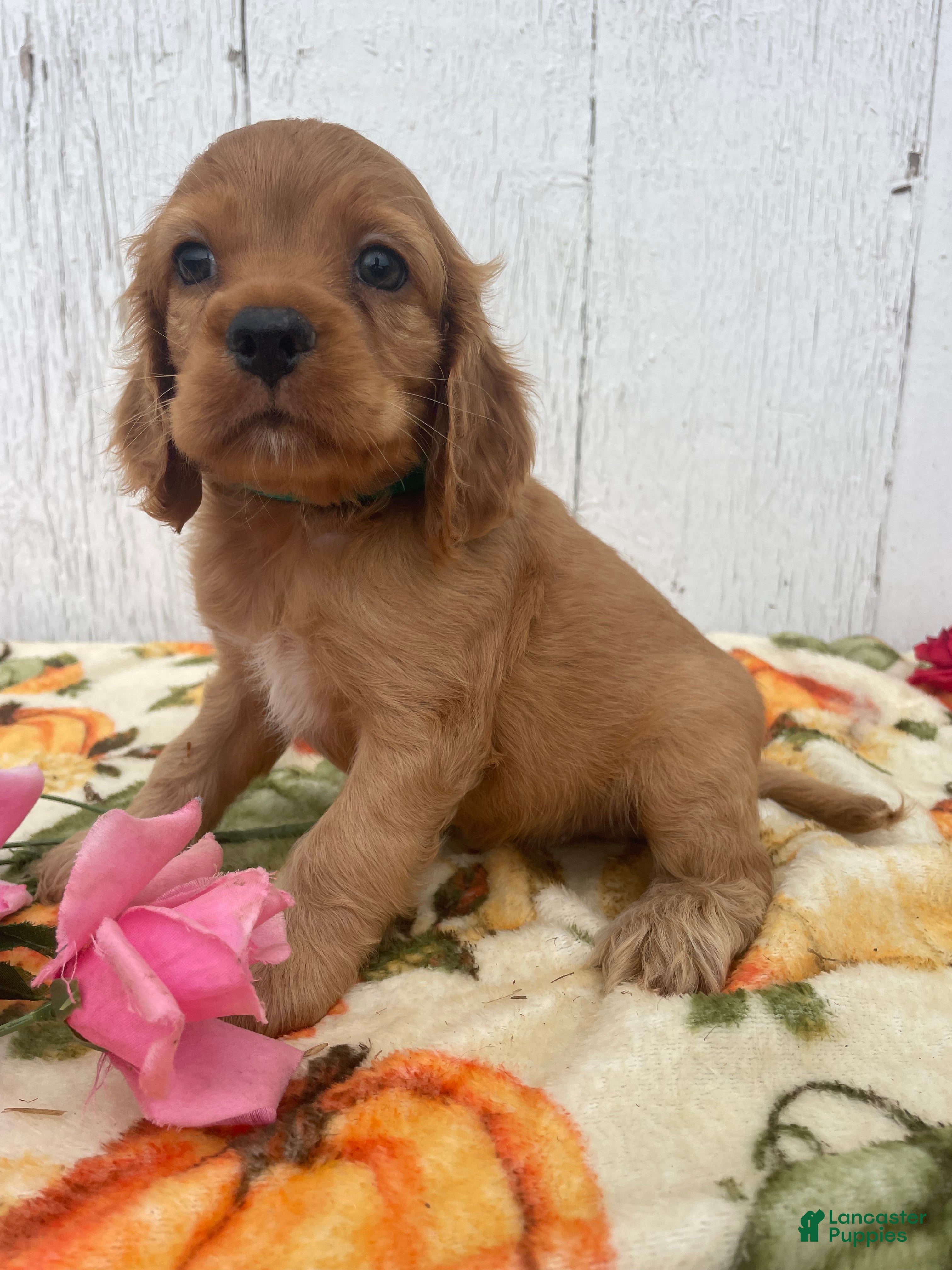 Cocker Spaniel dogs Peanut - Ad 1
