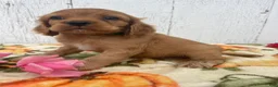 Cocker Spaniel dogs for sale: Peanut - Ad 1