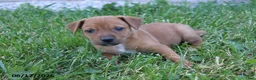 Mixed Breed dogs for sale: Tanner - Ad 3