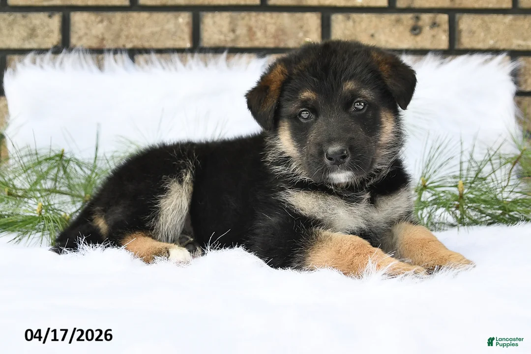 German Shepherd dogs for sale: Reo - Ad 2