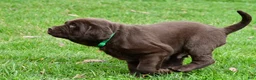 Labrador Retriever dogs for sale: Bruno - Ad 10
