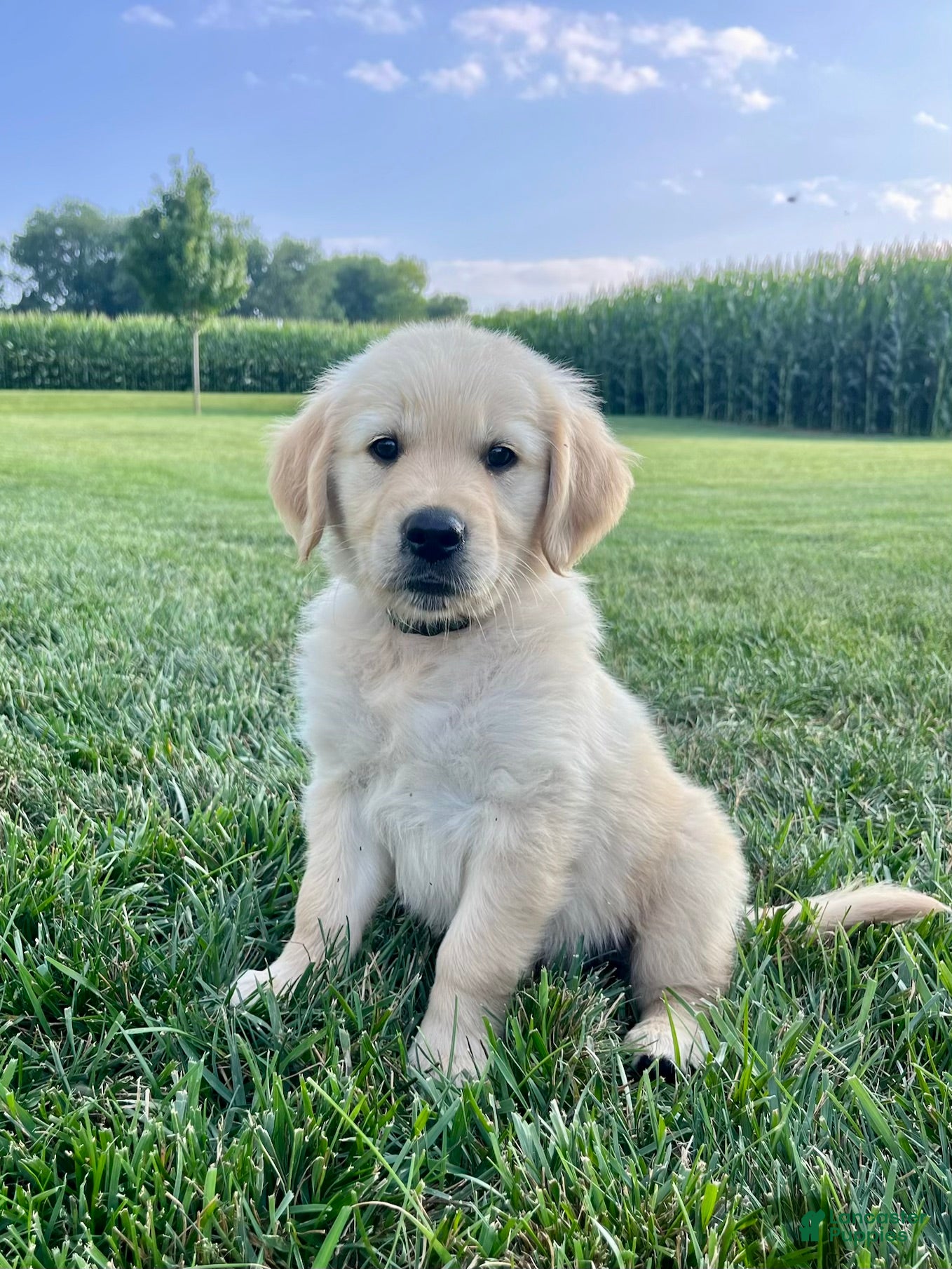 Golden Retriever dogs for sale: Grady - Ad 4