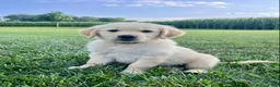 Golden Retriever dogs for sale: Grady - Ad 1