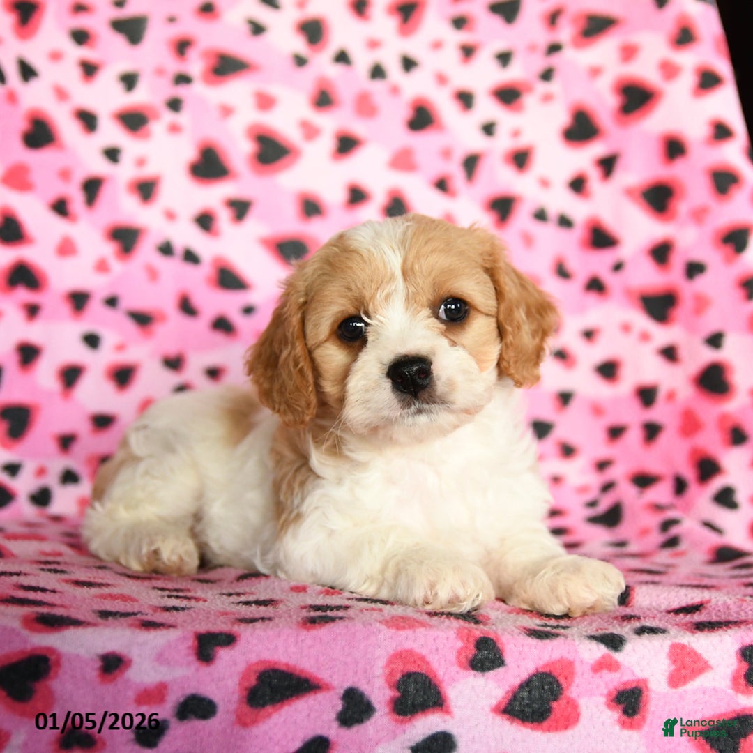 Cavachon dogs for sale: Bubbles - Ad 1