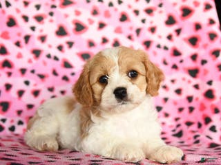 Cavachon dogs for sale: Bubbles - Ad 3