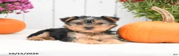 Yorkshire Terrier dogs for sale: Heidi - Ad 3