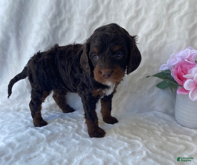 Cavapoo dogs for sale: Niles- Chocolate tri - Ad 5