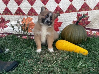 Mixed Breed dogs - Ad 5