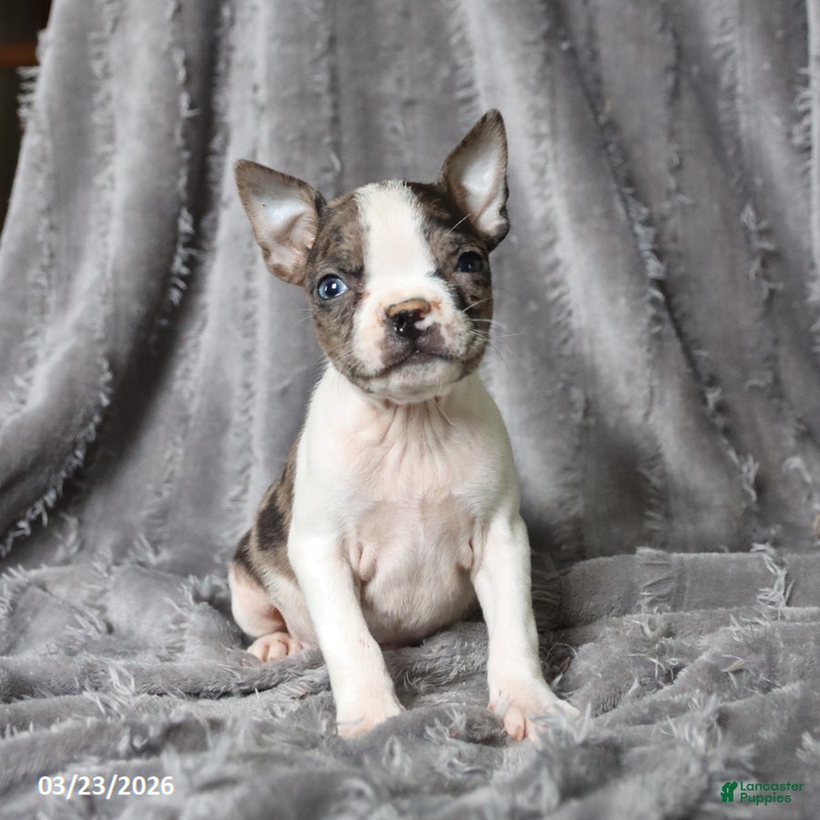 Boston Terrier dogs Rex - Ad 1