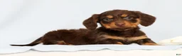 Miniature Dachshund dogs for sale: Freddie - Ad 4