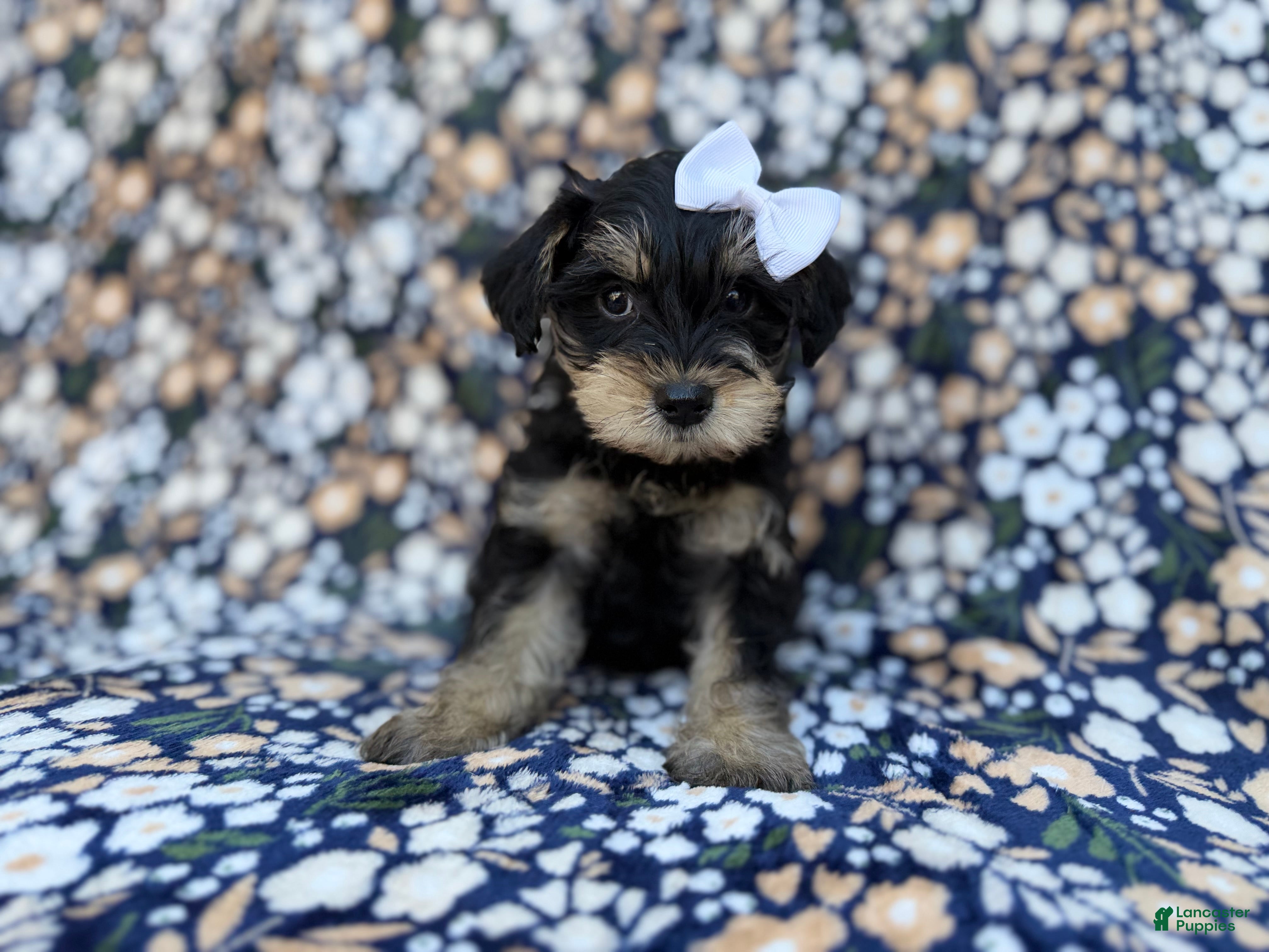 Miniature Schnauzer dogs Cookie - Ad 3