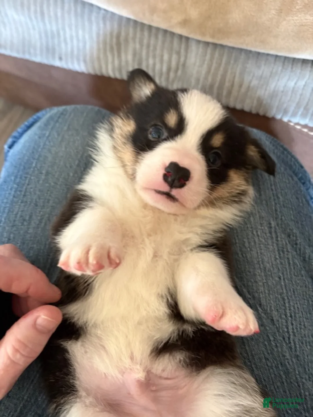 Welsh Corgi Pembroke dogs for sale: Welsh Corgi Pembroke Puppy 3 - Green Collar Black Tri Boy - Ad 2